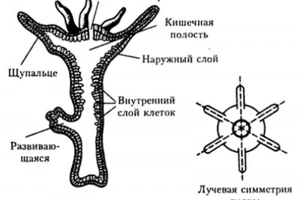 Браузер кракен